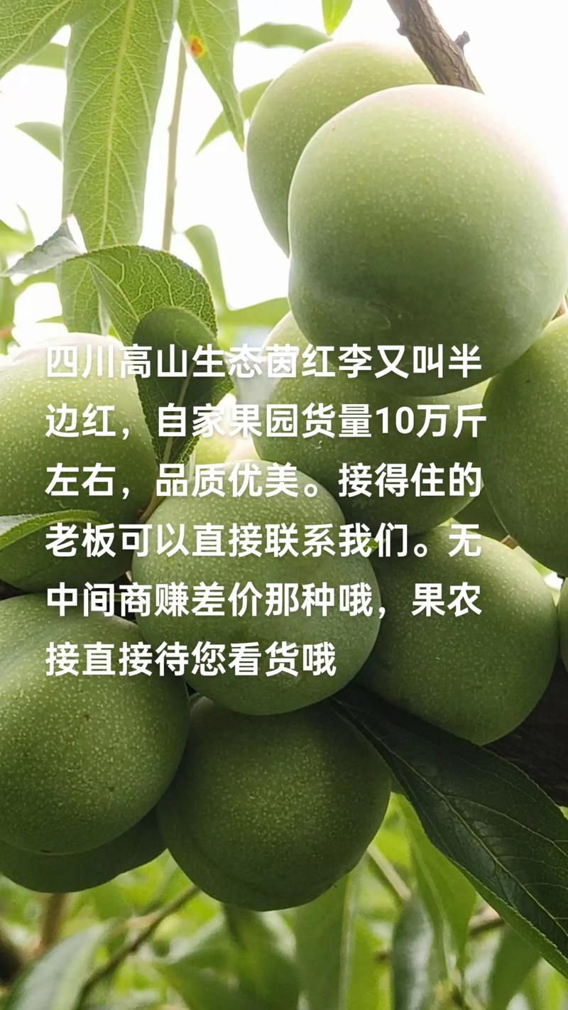 有机蔬菜种植：绿色未来的希望