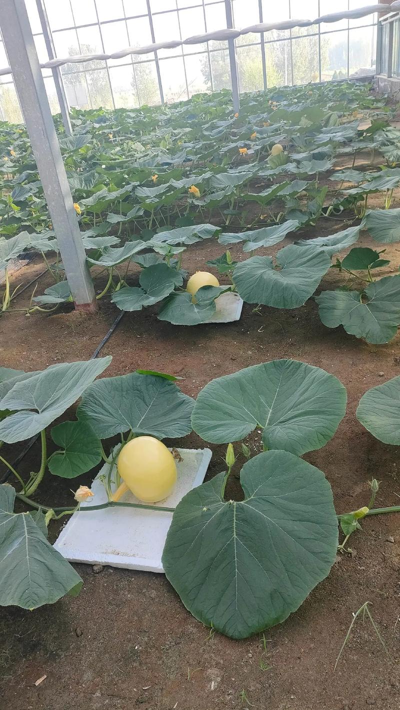 回归自然：生态农业的绿色浪潮